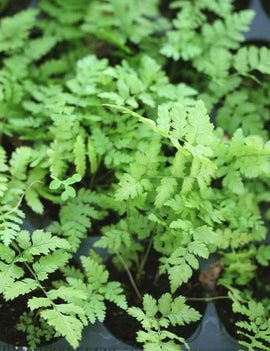 Dryopteris carthusiana - Mini-mottes