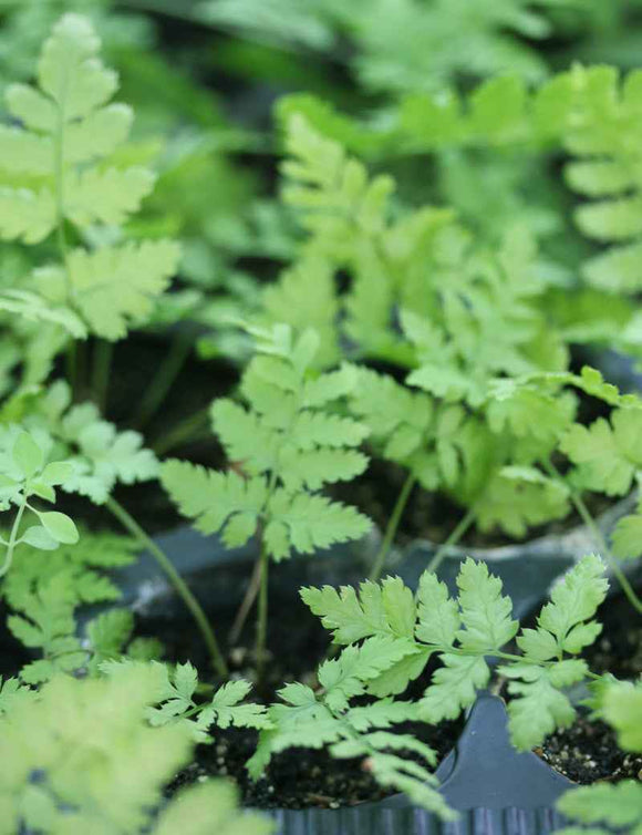 Dryopteris carthusiana - Mini-mottes