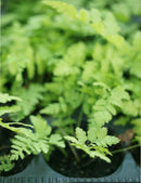 Dryopteris carthusiana - Mini-mottes