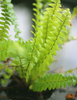 Nephrolepis exaltata - Mini-mottes