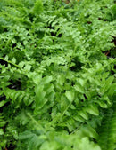 Nephrolepis exaltata - Mini-mottes