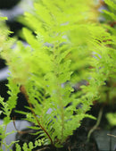 Athyrium spicatum 'chiseled' - Mini-mottes