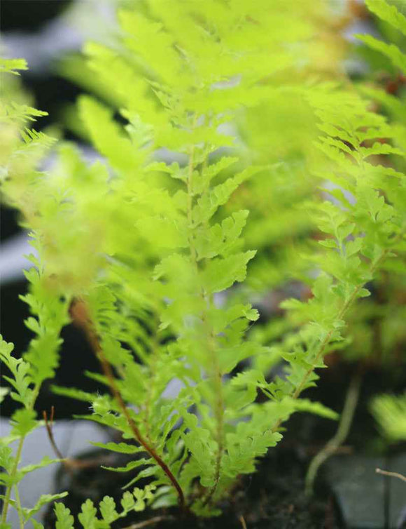 Athyrium spicatum 'chiseled' - Mini-mottes