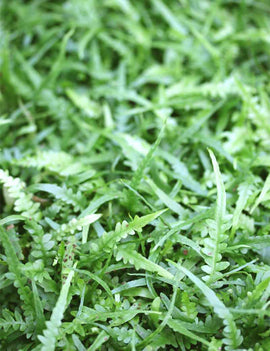 Asplenium ebenoides - Mni-mottes