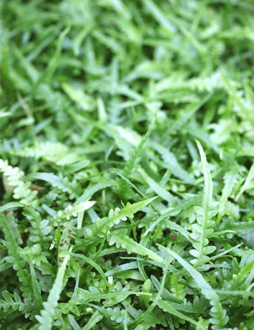 Asplenium ebenoides - Mini-mottes