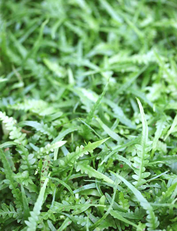 Asplenium ebenoides - Mini-mottes