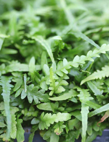 Asplenium ebenoides - Mini-mottes