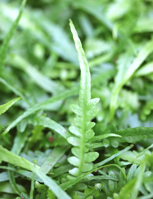 Asplenium ebenoides - Mni-mottes