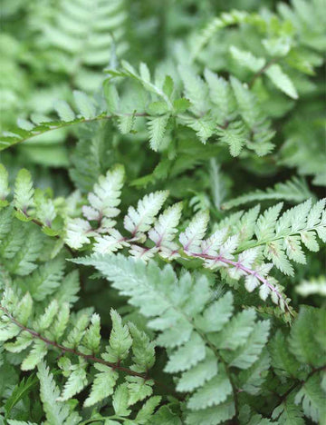 Athyrium Niponicum Metallicum