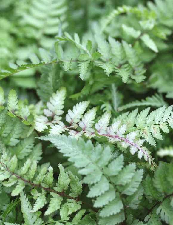 Athyrium Niponicum Metallicum