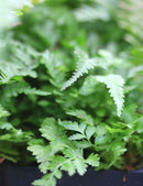 Athyrium Niponicum Metallicum