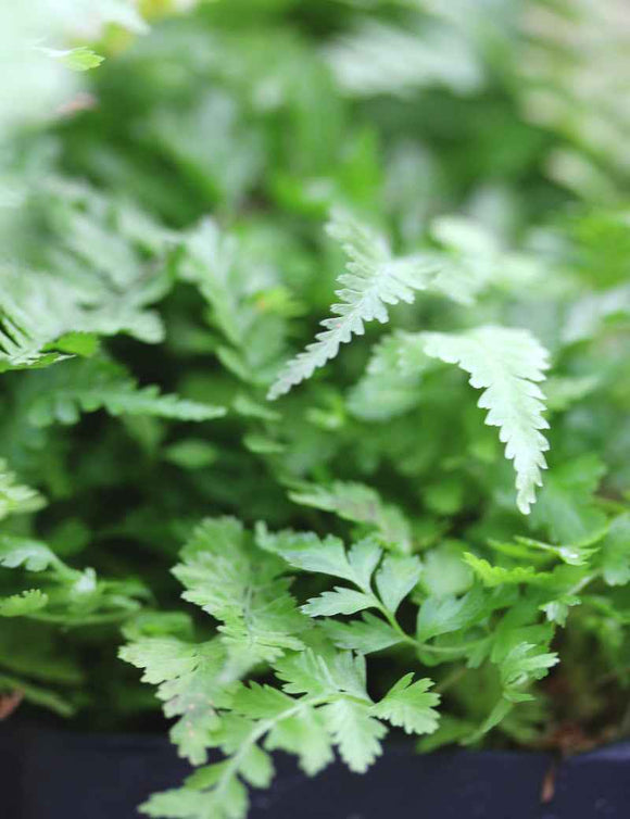 Athyrium Niponicum Metallicum