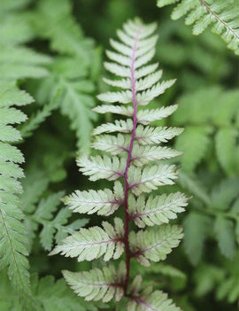 Athyrium Niponicum Metallicum