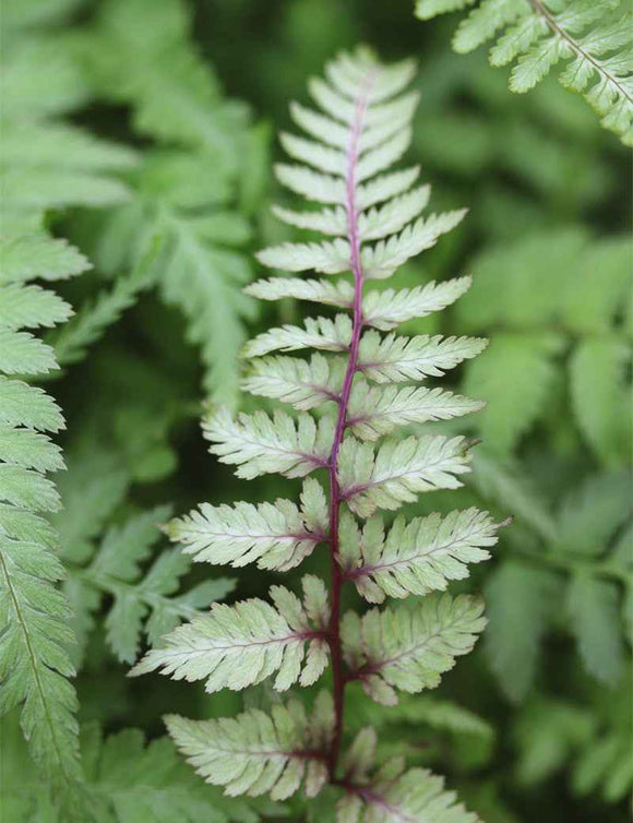 Athyrium Niponicum Metallicum