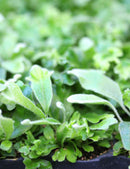 Pyrrosia lingua 'Cristata'