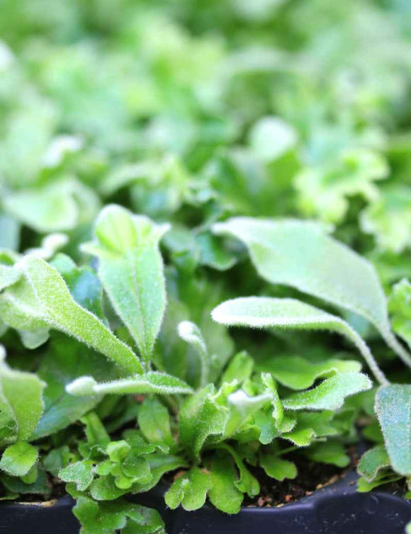 Pyrrosia lingua 'Cristata'