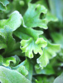 Pyrrosia lingua 'Cristata'