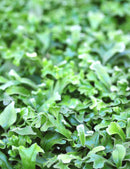 Pyrrosia lingua 'Cristata'