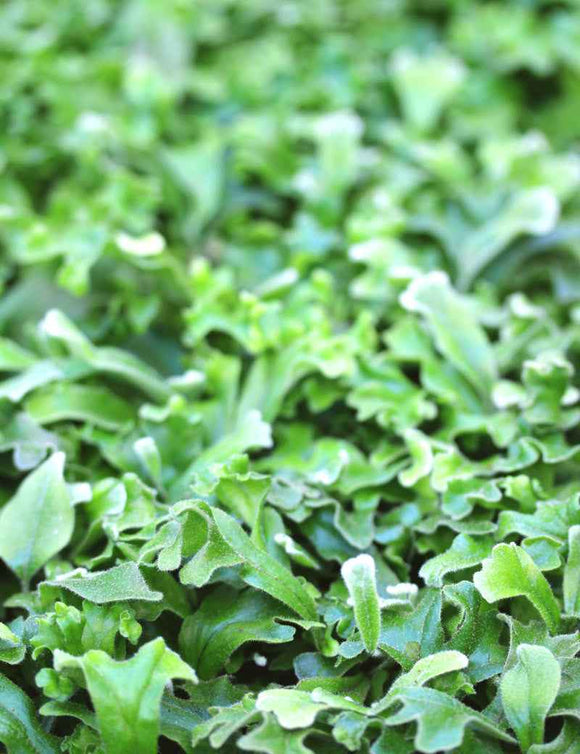 Pyrrosia lingua 'Cristata'