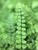 Asplenium trichomanes - Mini-mottes