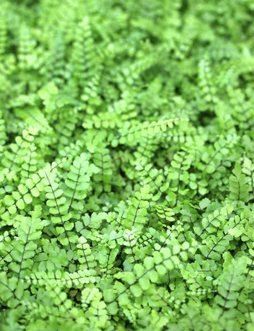 Asplenium trichomanes - Mini-mottes