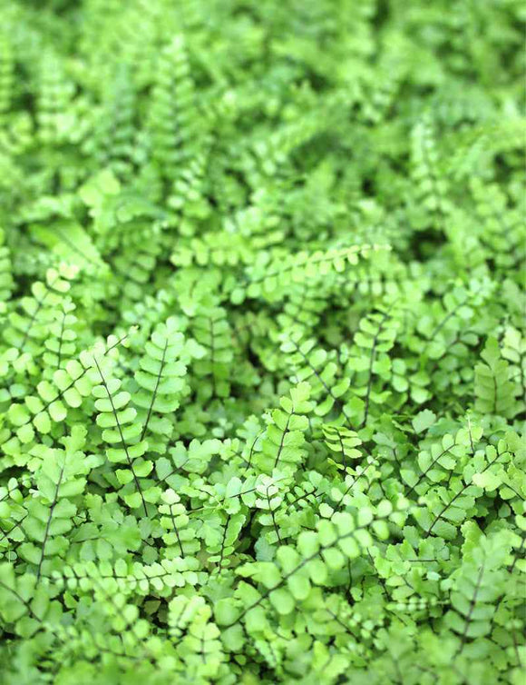 Asplenium trichomanes - Mini-mottes