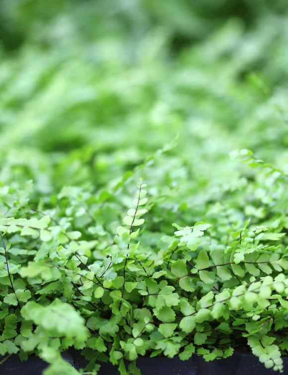 Asplenium trichomanes - Mini-mottes