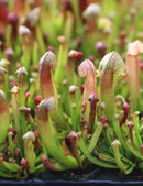 Sarracenia hybride Barba - Mini-motte