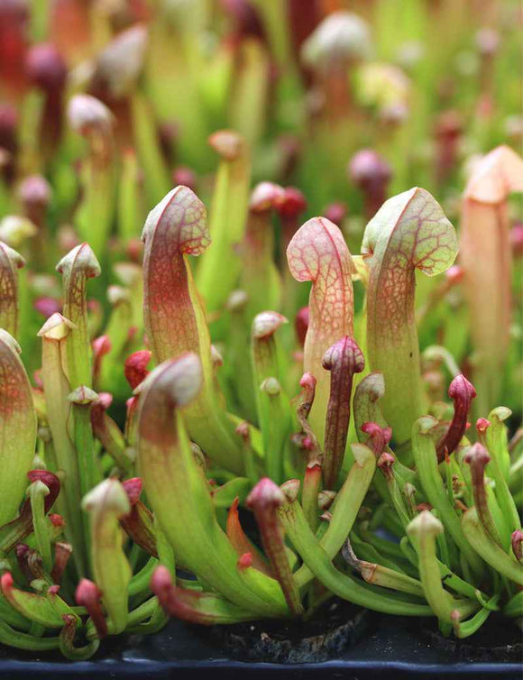 Sarracenia hybride Barba - Mini-motte