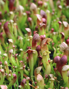 Sarracenia hybride Barba - Mini-motte