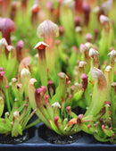 Sarracenia hybride Barba - Mini-motte