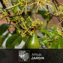 Avocatier 90 cm - clicktofournisseur.com