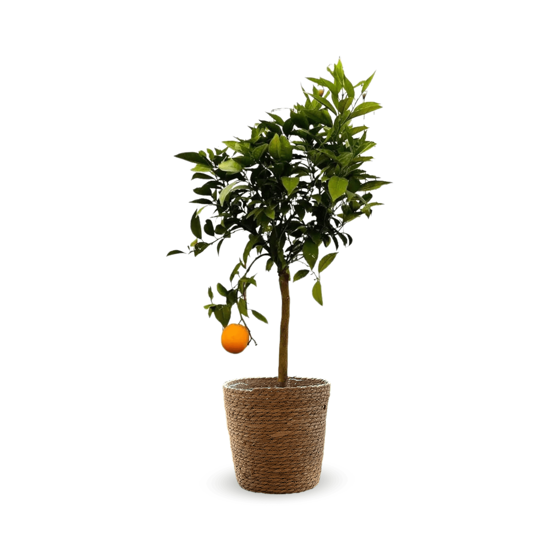 Oranger 80 cm - clicktofournisseur.com