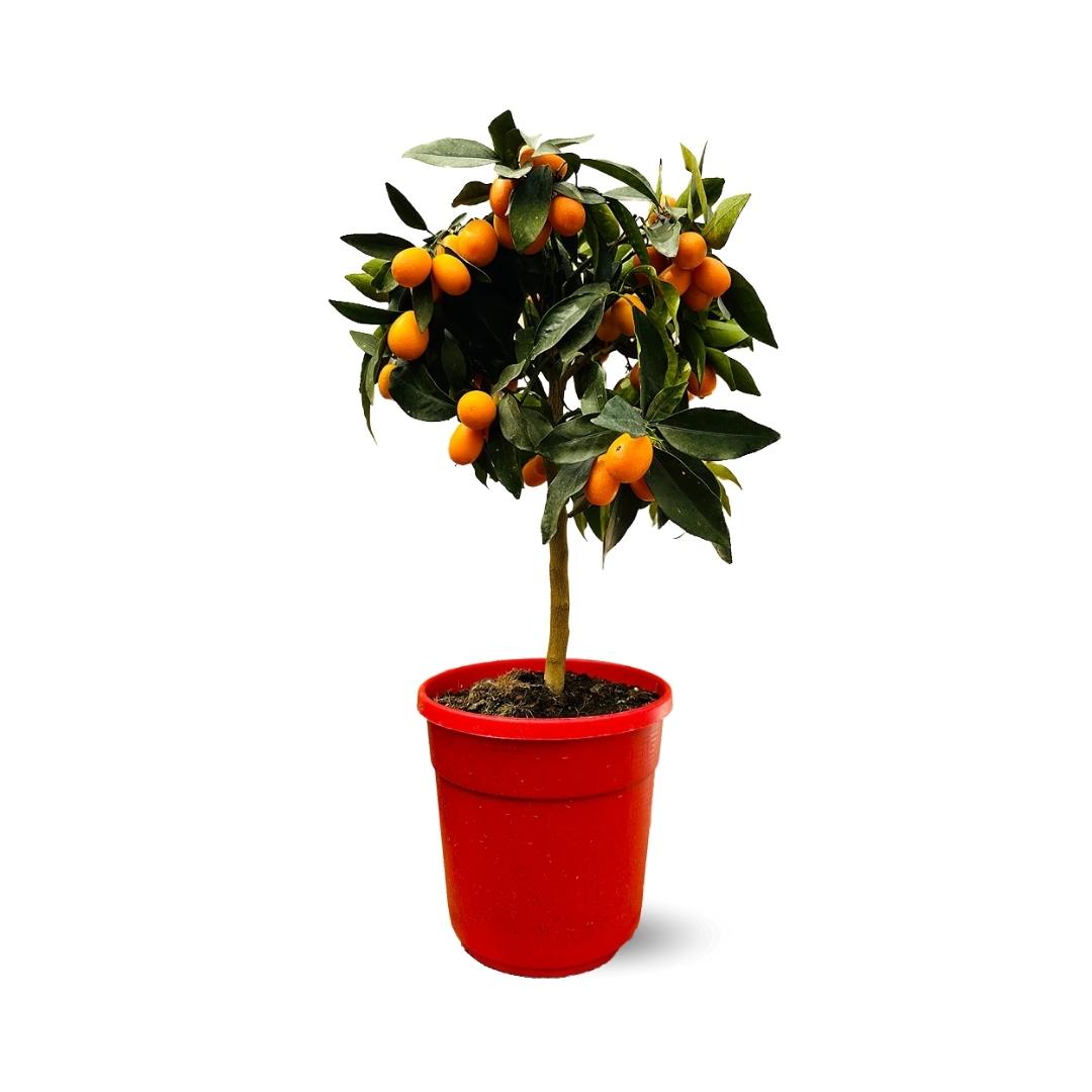 Kumquat 80 cm - clicktofournisseur.com