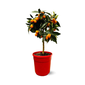 Kumquat 80 cm - clicktofournisseur.com