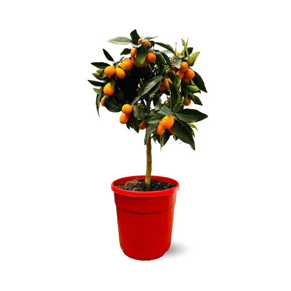 Kumquat 80 cm - clicktofournisseur.com