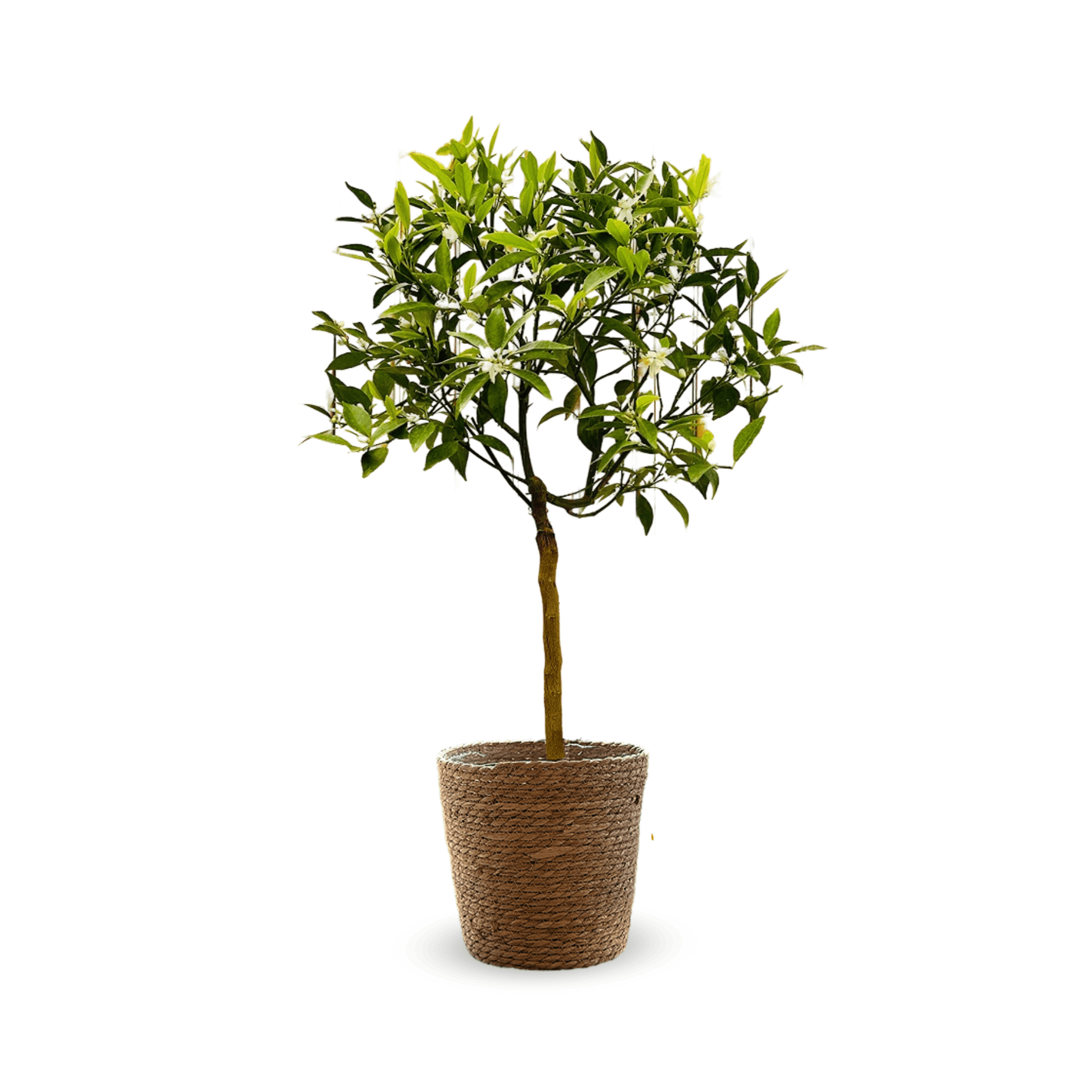 Mandarinier 80 cm - clicktofournisseur.com