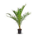Phoenix Canariensis 90 cm - clicktofournisseur.com