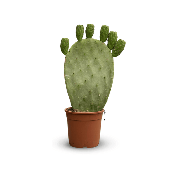 Opuntia 50 cm - clicktofournisseur.com