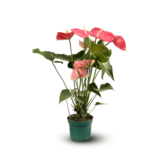 Anthurium Rose 70 cm - clicktofournisseur.com