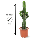 Euphorbia Eritrea 100 cm - clicktofournisseur.com