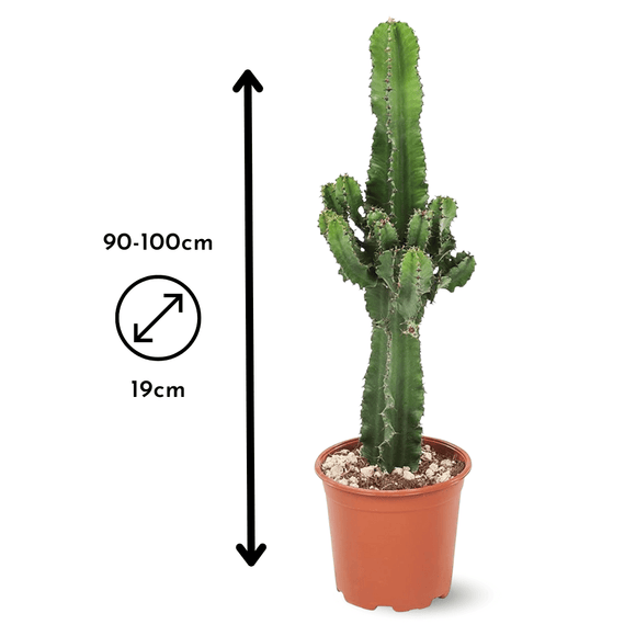 Euphorbia Eritrea 100 cm - clicktofournisseur.com