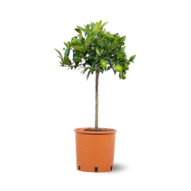 Clémentinier 80 cm - clicktofournisseur.com