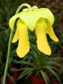Sarracenia flava var. maxima