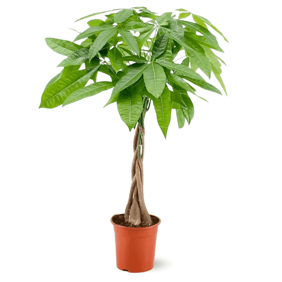 Pachira Aquatica 110 cm - clicktofournisseur.com