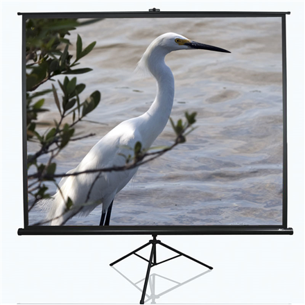 Elite Screens | Tripod Series | T120NWV1 | Diagonal 120 " | 4:3 | Viewable screen width (W) 244 cm | White