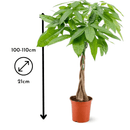 Pachira Aquatica 110 cm - clicktofournisseur.com