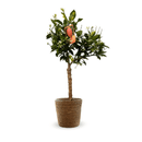 Citronnier Rosso 80 cm - clicktofournisseur.com