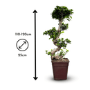 Ficus Ginseng Bonsai 110 cm - clicktofournisseur.com