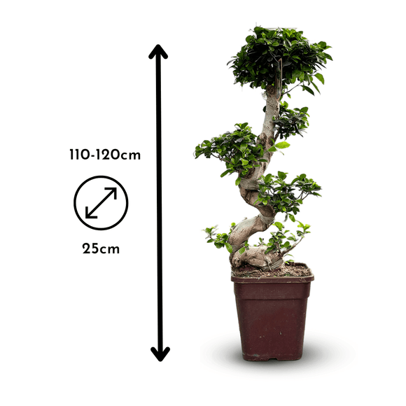 Ficus Ginseng Bonsai 110 cm - clicktofournisseur.com